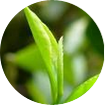 茶叶